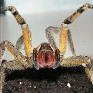 Reprodução/spiders.us/arachnoboards/wikimedia
