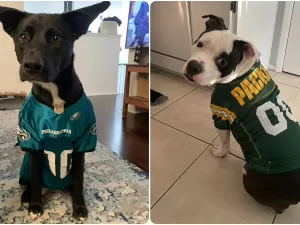 NFL no Brasil: escolhemos até roupa de pet para torcer por Eagles x Packers