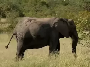 Turista é morto por elefantes ao tentar fotografar manada na África do Sul