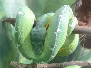 Cobra-papagaio: brasileiras descobrem que serpente se alimenta de aves