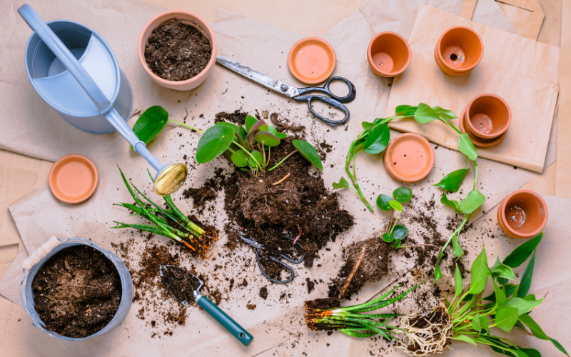 Plant Propagation