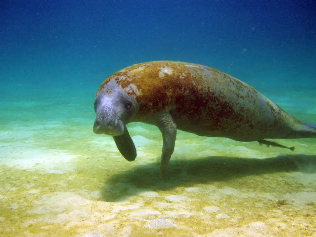 Animales en peligro de extincion en Venezuela