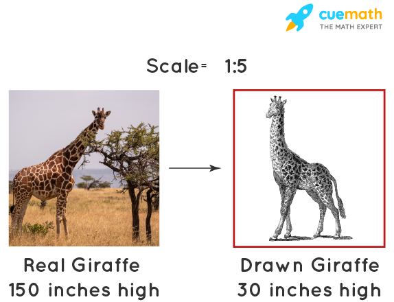 scale of a Giraffe on paper vs real world