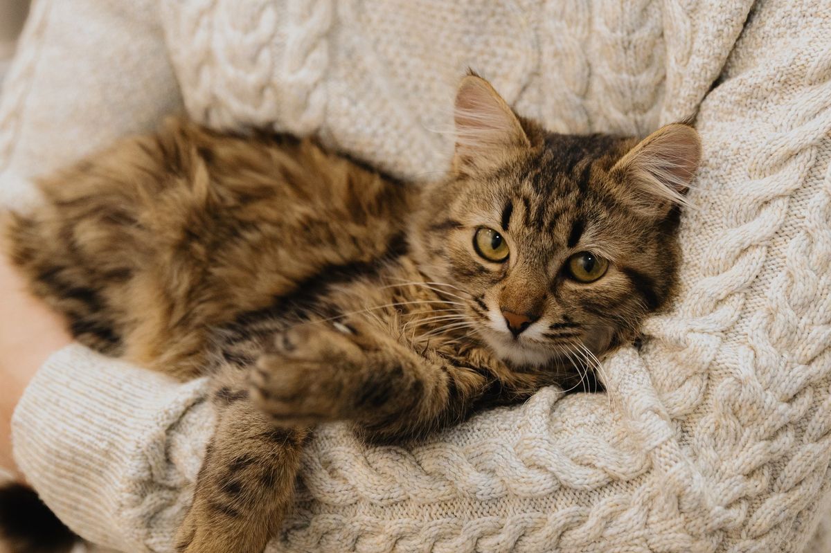Popelář zachránil v USA koťátko z lisu na odpadky