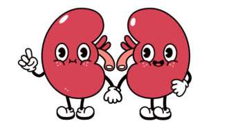 An illustration of two anthropomorphic kidneys holding hands | Illustration: Contraband Collection/Alamy