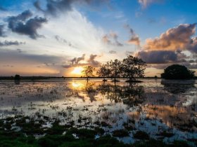 Pará - Descubra Belém, Ilha de Marajó e Alter do Chão