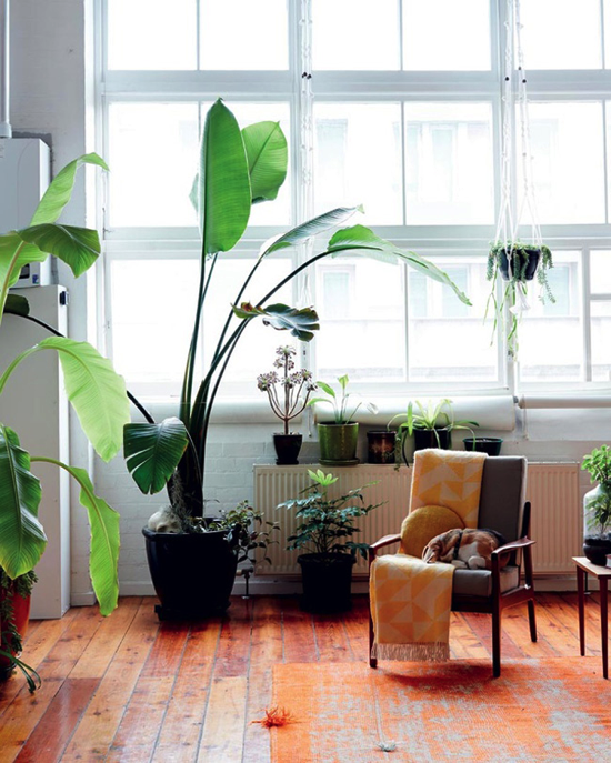 decorating-with-plants