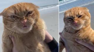 Gato va por primera vez a la playa y reacciona de una manera insólita