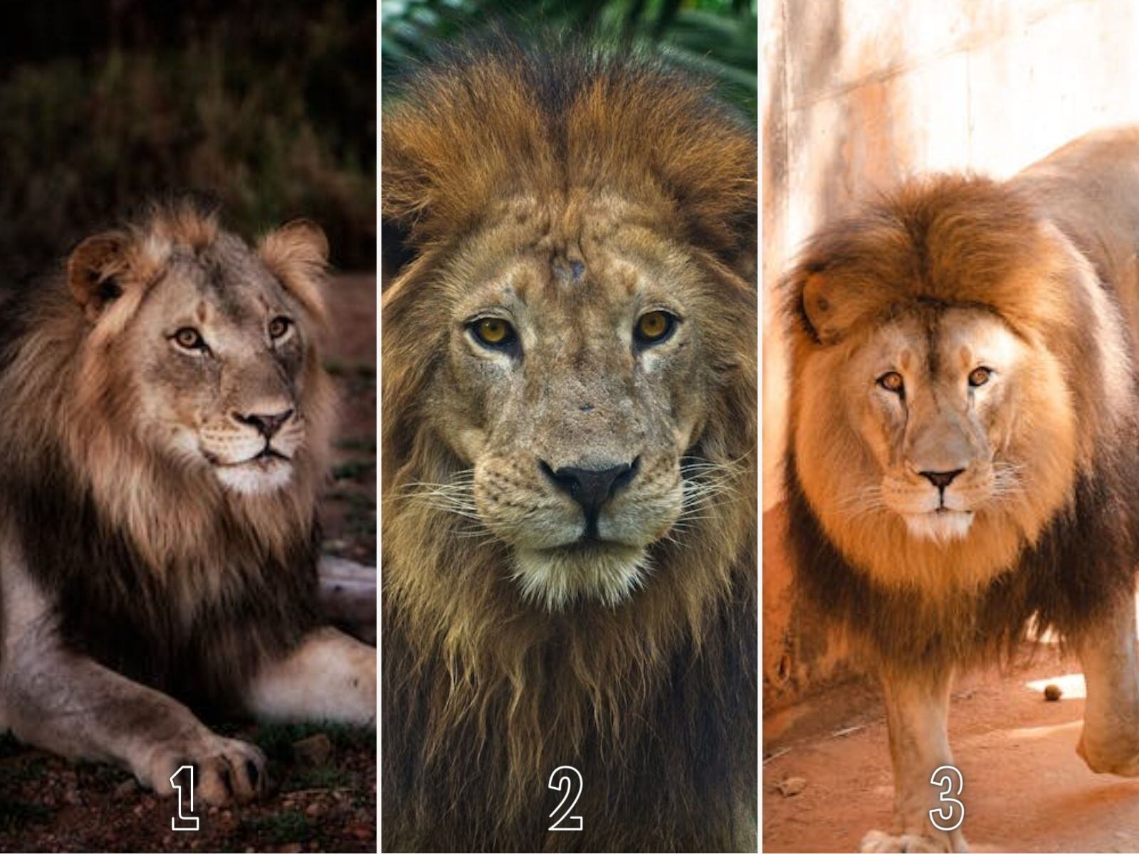 TEST VISUAL | Los leones son considerados como los reyes de la selva. (Foto: Composición Freepik / Depor)