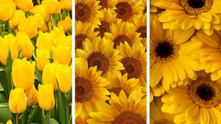 Las mejores opciones en México si quieres regalar flores amarillas a tu novia hoy