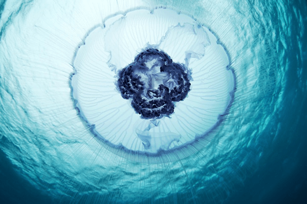 Mystical Jellyfish in the Red Sea