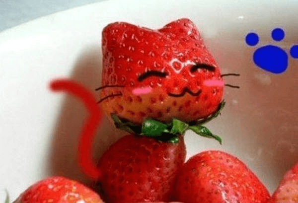 Creative Fruit Animal Art