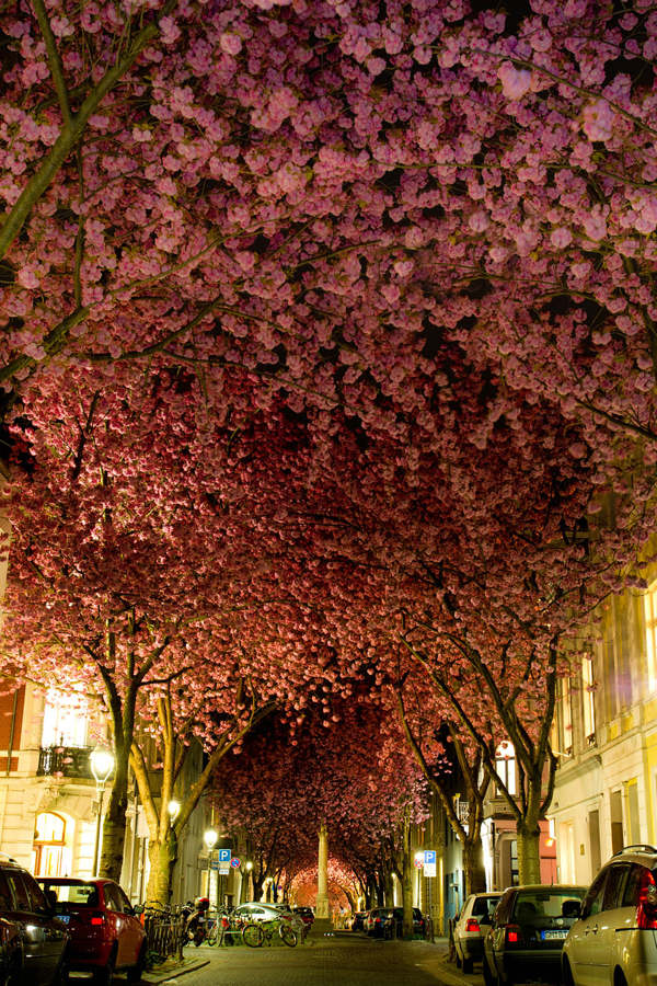 The Most Beautiful Cherry Blossoms Around the World