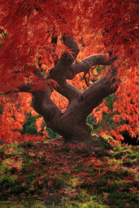 もうそんな季節なのですね。日本庭園に一足早く訪れた美しすぎる紅葉 - Fall Trees Exploding with Color