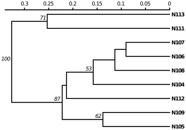 Dendrogram based on genetic distance.