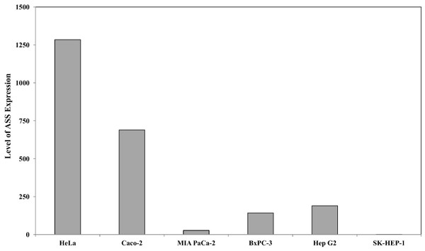 Relative argininosuccinate synthase (ASS) expression in HeLa, Caco-2, MIA PaCa-2, BxPC-3, Hep G2, and SK-HEP-1 in which GAPDH expressions are not significantly changed.