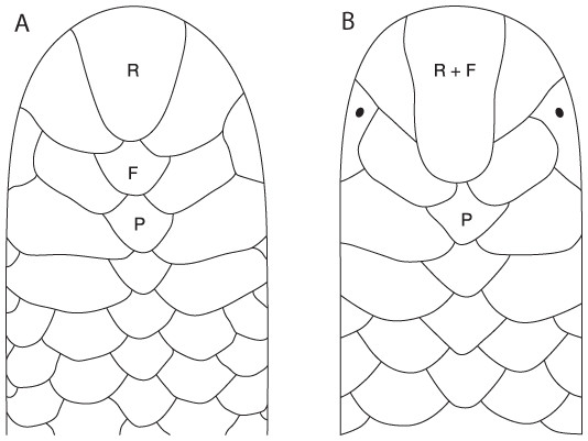 Dorsal head scale drawings of Epictia (modified from Taylor 1940) with dorsal head scales labeled following Wallach (2003).