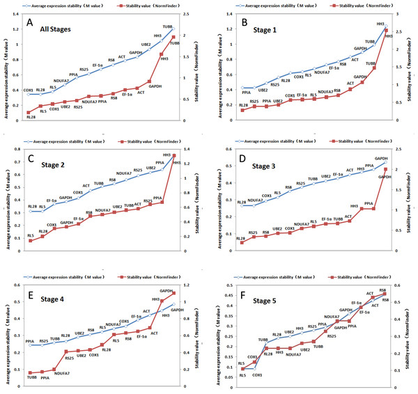 Ranking of candidate housekeeping genes in developmental stages.