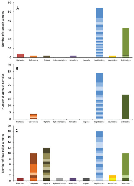 Insect orders (and species within each) found in bat stomachs and fecal pellets.