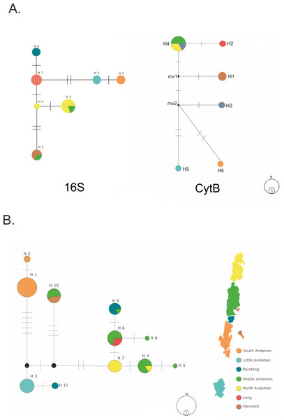 Median-joining haplotype networks.