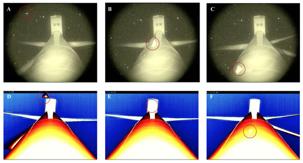 Thermal and night vision images of bats (circled in red) approaching and passing closely in front of a wind turbine tower.