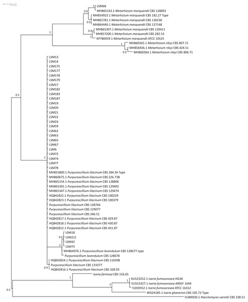 Bayesian phylogenetic analysis of the ITS region of ribosomal DNA.