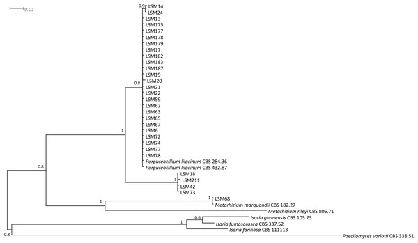 Bayesian phylogenetic analysis of concatenated ITS and β-tubulin regions sequences.