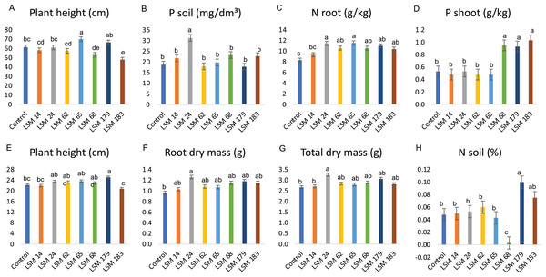 Performance of the selected strains in greenhouse experiment.