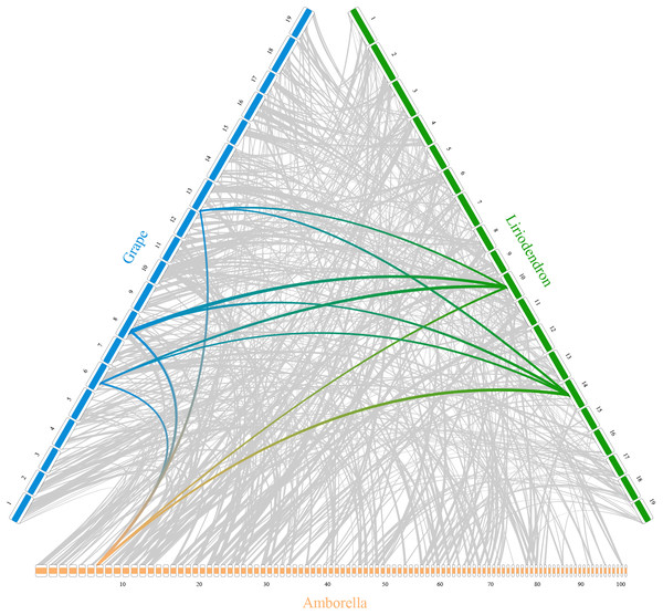 Syntenic comparison of three plant genomes.