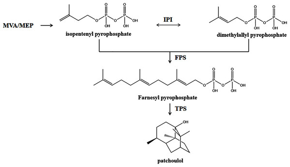 A simplified schematic representation of the plastidial MEP pathway and cytosolic MVA pathway to PA derived from IPP and DMAPP in P. cablin.