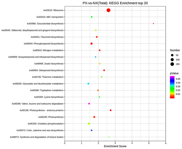 Scatter plot of enriched KEGG pathways of DEGs (top 20).