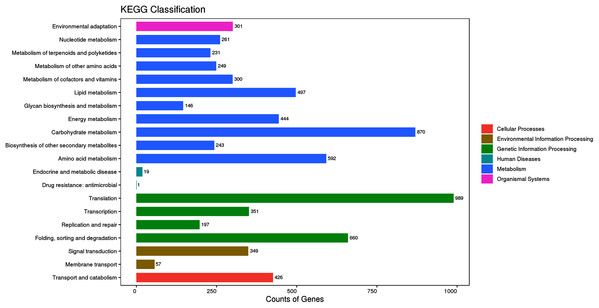 KEGG classification of the assembled unigenes at Level 2 (top 20).