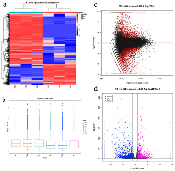 Expression analysis of the DEGs in PX vs. NX leaves.