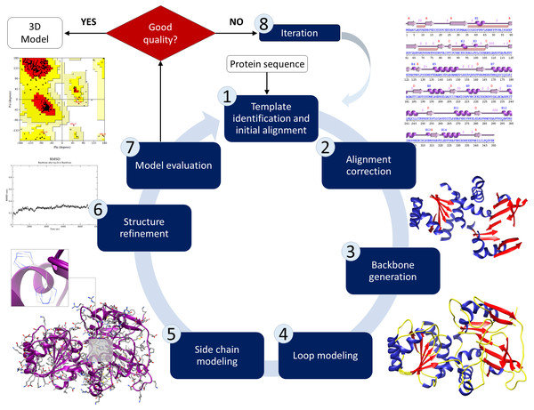 Schematic illustration of the basic process of comparative modelling for protein structure prediction.