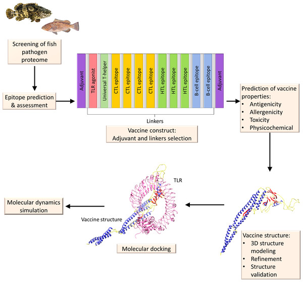 A diagrammatic description of the procedures involved in the in silico design of a multi-epitope vaccine for fish illnesses.