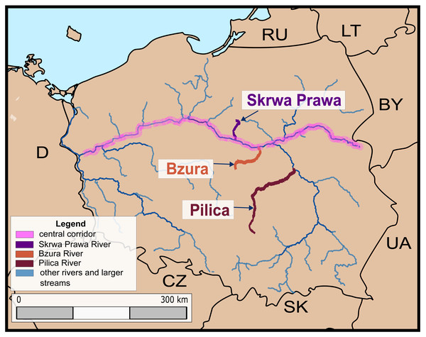 Map of the rivers (Pilica, Bzura and Skrwa Prawa) assessed using the Dispersal-Origin-Status-Impact (DOSI) scheme.