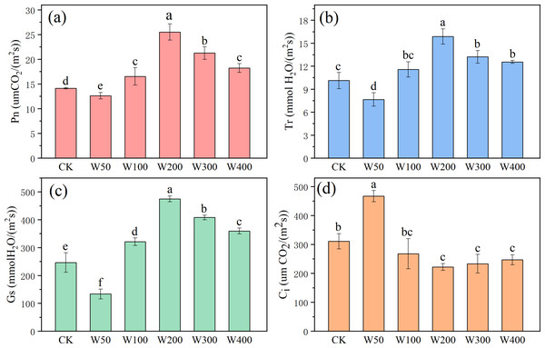 The gas exchange parameters: (A) net photosynthetic rate (Pn), (B) transpiration rate (Tr), (C) stomatal conductance (Gs), and (D) intercellular CO2 concentration (Ci) of cherry radish.