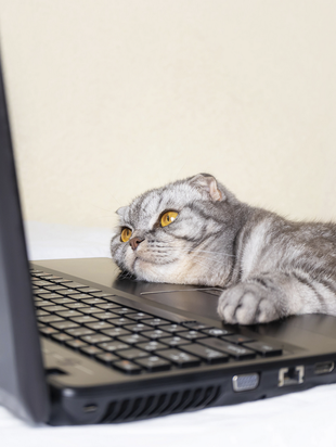 Stock photo of a cat playing with a laptop.