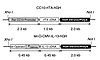 Constructs utilized in the generation of CC10-rtTA-IL-13 mice.