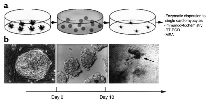 Stages in EB production and differentiation. (a) Schematic of the three ...