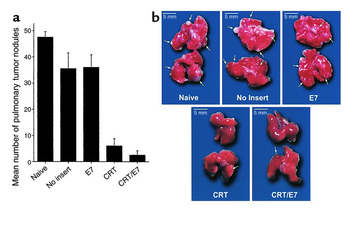 In vivo tumor treatment experiments to compare the antitumor effect gene...