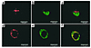 Confocal fluorescent microscopy to demonstrate the expression and distribut