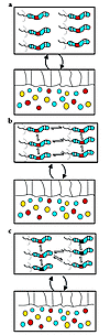 H. pylori polymorphisms affect the nature of the interaction with humans. I