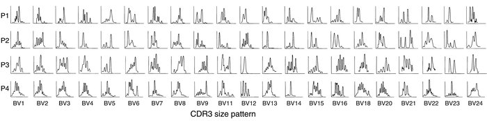 Analysis of TCR BV CDR3 region size profiles. CDNA of 22 BV families fro...