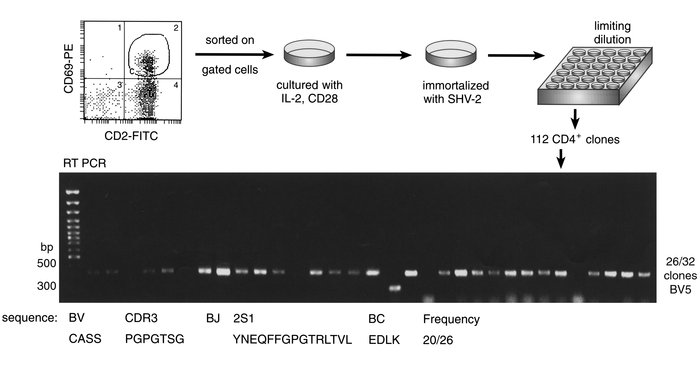 Strategy to establish T cell clones. Activated T cells (bearing CD2 and ...