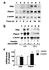 Northern blot analysis of G6p and Pepck expression in LLC. (a) Time-course