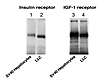 Immunodetection of insulin and IGF-1 receptors in LLC cells. Detergent extr