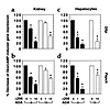 Summary of the effects of the constitutively active and dominant negative F