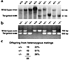 Targeted deletion of the CX3CR1 gene. Genomic DNA from F2 offspring of hete