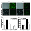 Cell types adhering to Fk. (a) Peripheral blood leukocytes from CX3CR1+/+ m